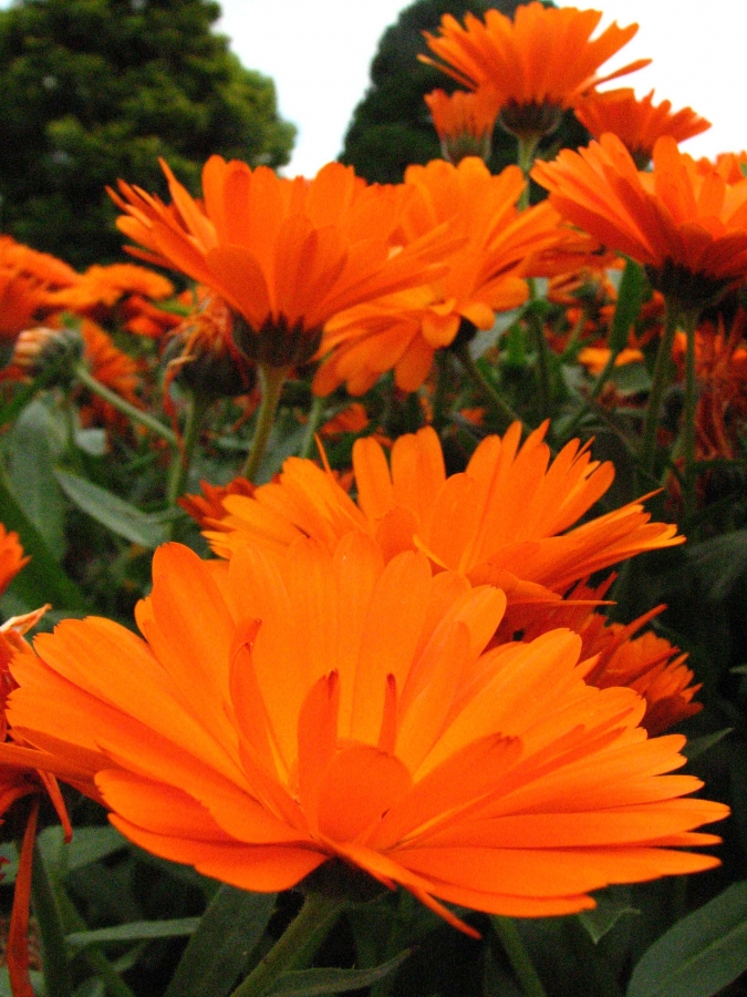 Calendula is antimicrobial and aids in tissue healing.