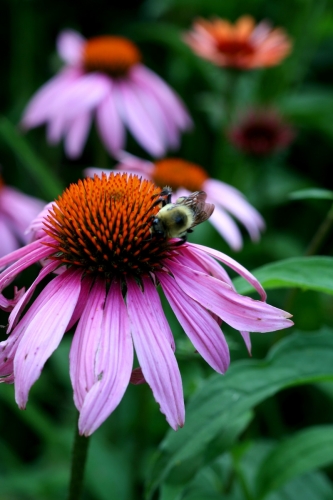 Echinacea is most effective when used at the first sign of a cold.