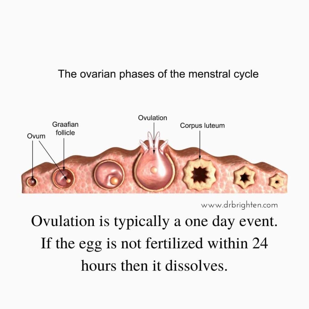 fertile for 24 hours